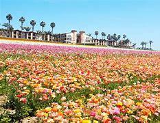 Flower Field Flower Field